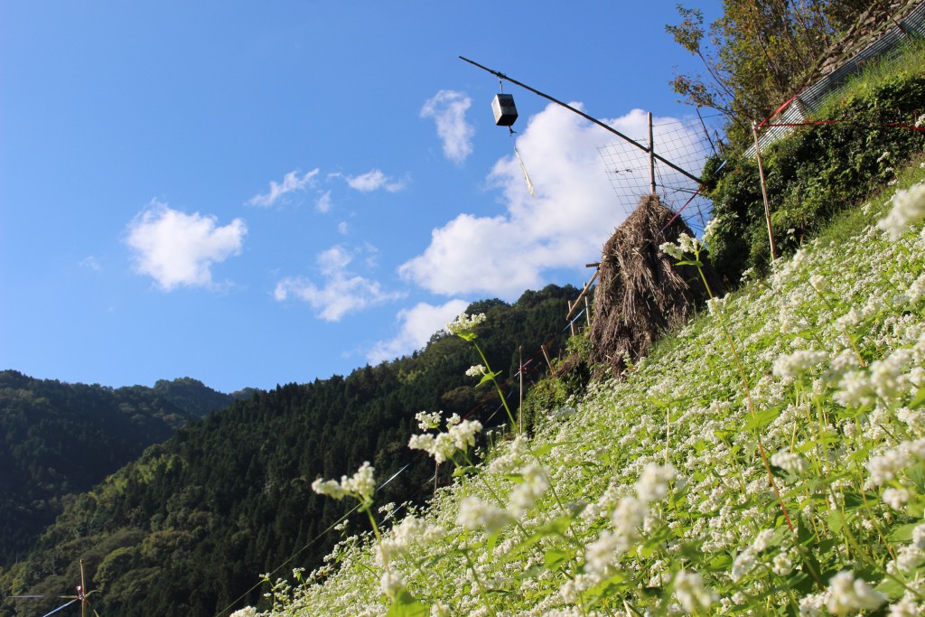 徳島県にし阿波地域が『世界農業遺産』に認定されました！！ | にし