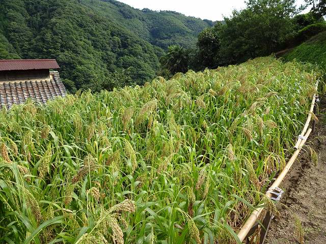 Iya Valley Kokibi